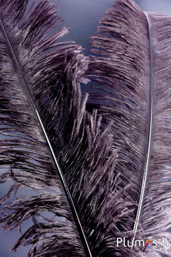 Strauß zugeschnitten - 50-60 cm - kaffee